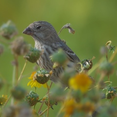 Haemorhous mexicanus