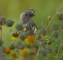 Haemorhous mexicanus