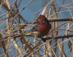 Haemorhous mexicanus