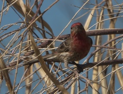 Haemorhous mexicanus