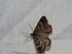 Chrysolarentia heliacaria