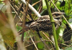 Hydropsalis cayennensis