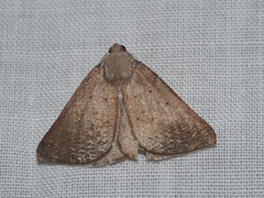 Cassythaphaga petrochroa