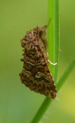 Callopistria granitosa