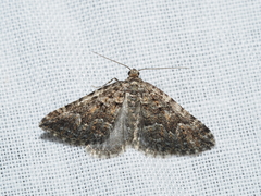 Xanthorhoe xanthospila