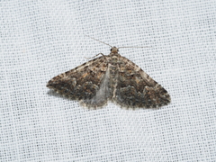 Xanthorhoe xanthospila