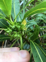 Coprosma longifolia