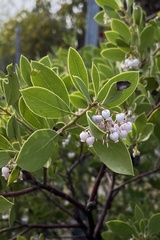 Arctostaphylos hispidula