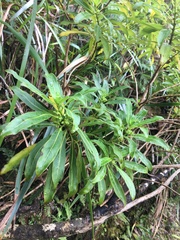 Coprosma longifolia
