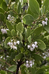 Arctostaphylos hispidula