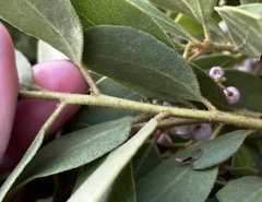 Arctostaphylos hispidula