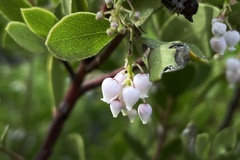 Arctostaphylos hispidula