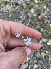 Lithophragma cymbalaria