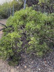 Arctostaphylos hispidula