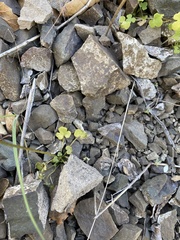 Lithophragma cymbalaria