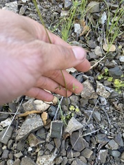 Lithophragma cymbalaria