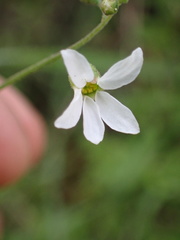 Lithophragma cymbalaria