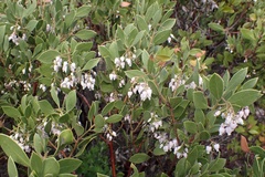 Arctostaphylos hispidula