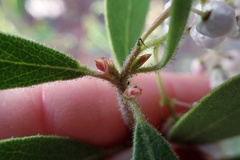 Arctostaphylos hispidula
