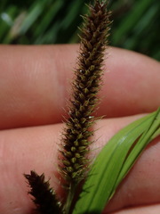 Carex ochrosaccus