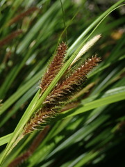 Carex ochrosaccus