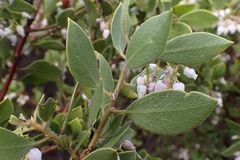Arctostaphylos hispidula