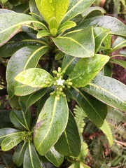 Psychotria mariniana