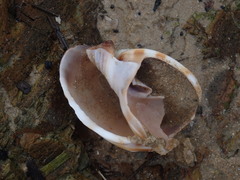 Phalium bandatum