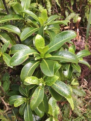 Psychotria mariniana