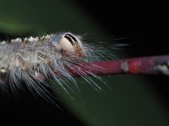 Porela vetusta