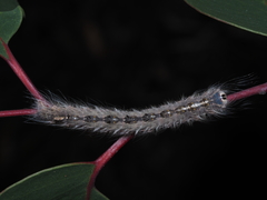 Porela vetusta