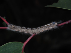 Porela vetusta