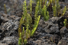Polypodium pellucidum vulcanicum