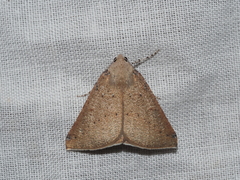Cassythaphaga petrochroa