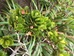 Syzygium sandwicense