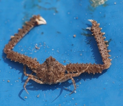 Parthenope longimanus