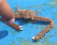 Parthenope longimanus