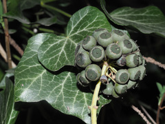 Hedera helix