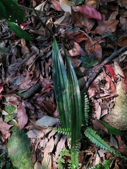 Tainia dunnii
