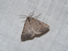 Dichromodes obtusata