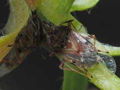 Kleidocerys resedae