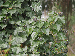 Hedera helix