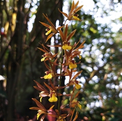 Tainia dunnii