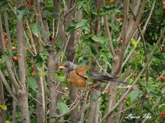 Turdus rufopalliatus