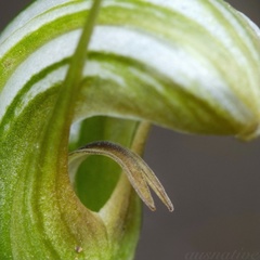 Pterostylis ophioglossa