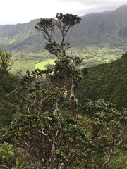 Metrosideros rugosa