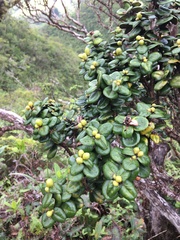 Metrosideros rugosa