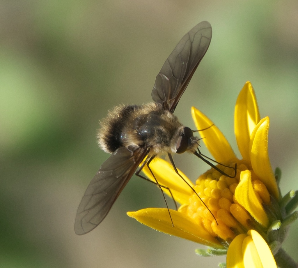Triploechus novus