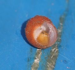 Vetigastropoda