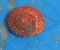 Vetigastropoda